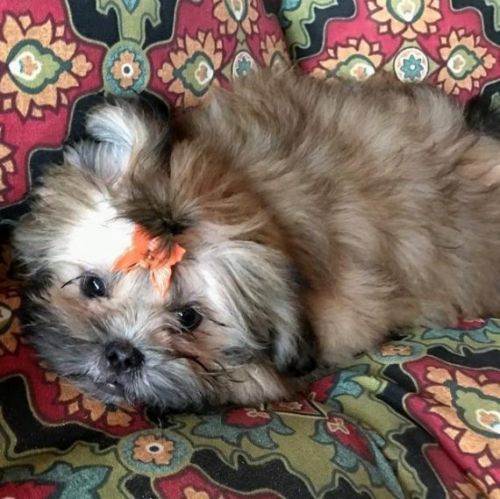 Shih Tzu Puppies for sale in Los Angeles, CA 90014, USA. price: NA