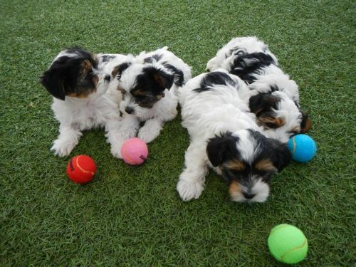 Beautiful Imperial Shih Tzu Puppies