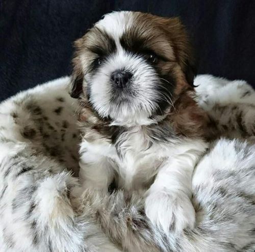 Shih Tzu Puppies***) ***-***4