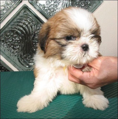 Shih Tzu Puppies for sale in Orlando, FL, USA. price: $600