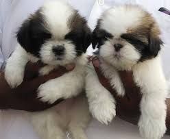 Shih Tzu puppies for sale