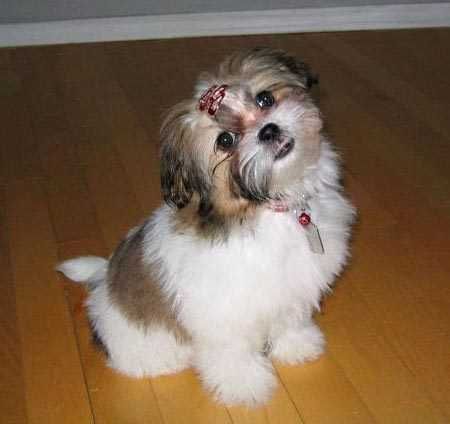 Shih Tzu Puppies for sale in Dallas, TX, USA. price: $400