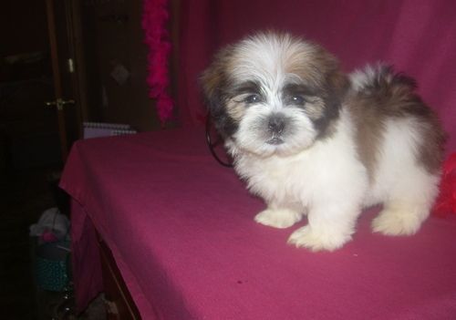 Loving Shih Tzu Puppies