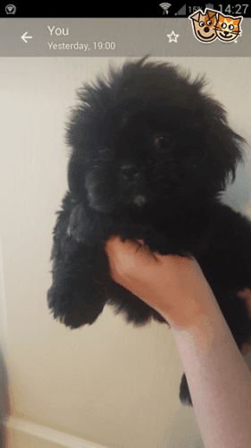 Stunning Pedigree Shih Tzu Pup