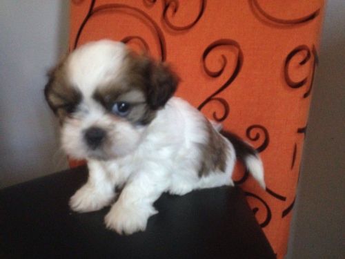 Shih Tzu Puppies for sale in Indianapolis, IN, USA. price: NA