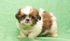 Shih Tzu Puppies for sale in New York, NY, USA. price: NA