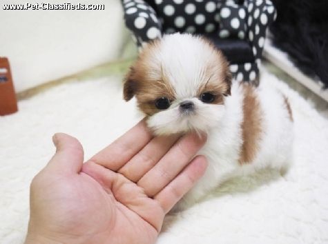 shih tzu puppiess for sale*TEXT(***) ***-***5/