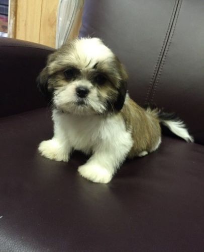 Shih Tzu Puppies for sale in New York, NY, USA. price: NA