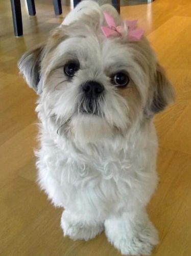 12 week old Shih Tzu puppies
