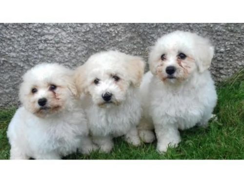 Bichon Frise X Shit Zhu Puppies