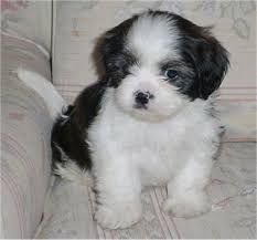 hypoallergenic and are potty trained Shih Tzu puppies