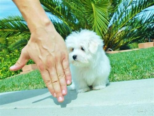 Shih Tzu Puppies for sale in Florida Ave NW, Washington, DC, USA. price: $700