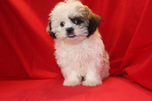 KC registered shih tzu pups *** ** ***1 **712