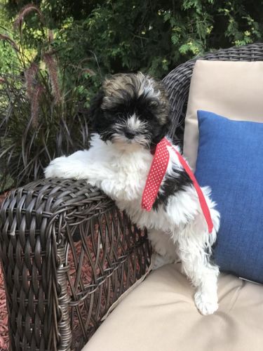 Shih Tzu Puppies for sale in Houston, TX, USA. price: NA