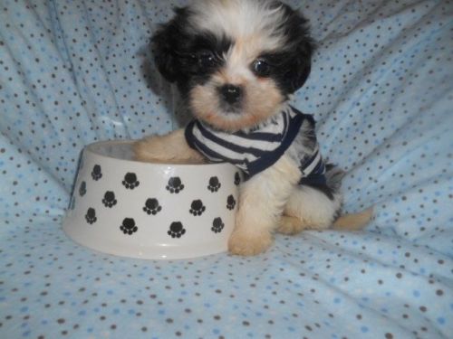 shihtzu boy puppies nonshed