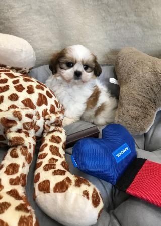 Shih Tzu puppies for sale! Vet checked & vaccinated!