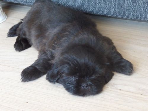 Outstanding Shihtzu Puppies