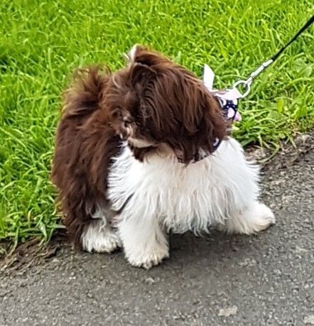 Very Pretty Shih-tzu Puppies
