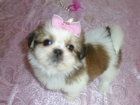 AKC Registered Shih Tzu Puppies. Text Us ***