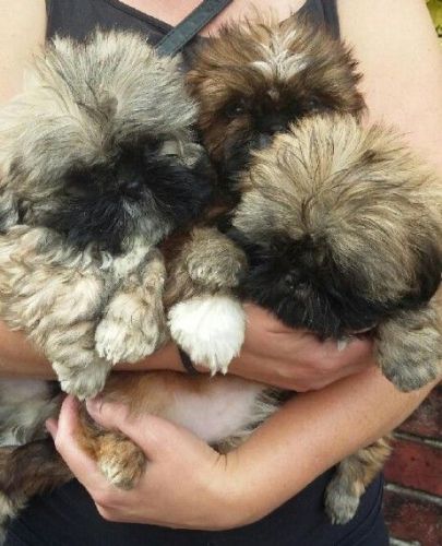 Shih Tzu Puppies TEXT***