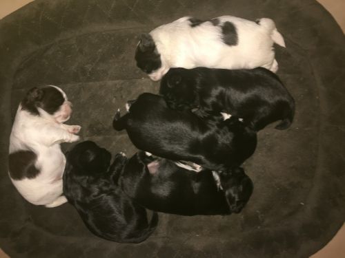 Shih Tzu Puppies for sale in San Antonio, TX, USA. price: $500