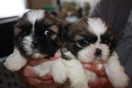 Lovely Shih Tzu Puppies for sale