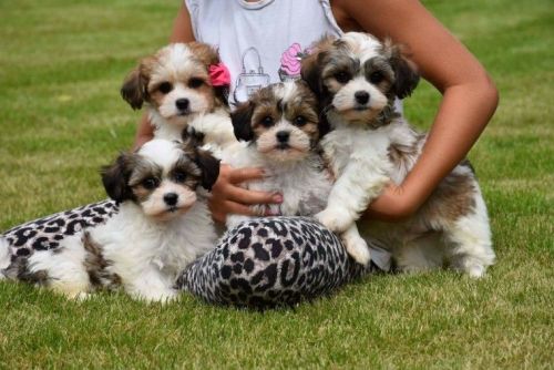 WE ARE KARSHISHI LAST DOBIE MARKED SHIH TZU BOY 1 We Are Karshish