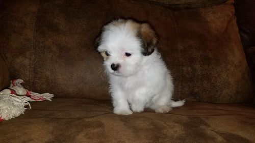 Shih Tzu Puppies for sale in San Antonio, TX, USA. price: NA