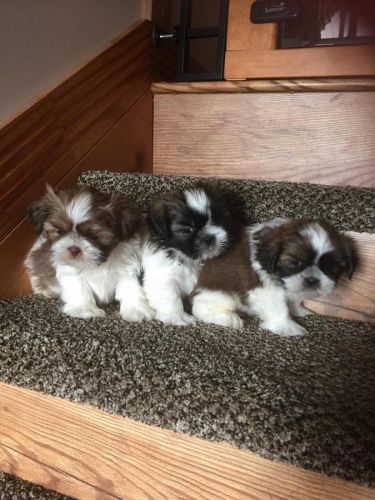 Stunning Shih Tzu puppies