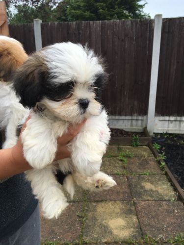 Shih Tzu Puppies for sale in New Orleans, LA, USA. price: NA