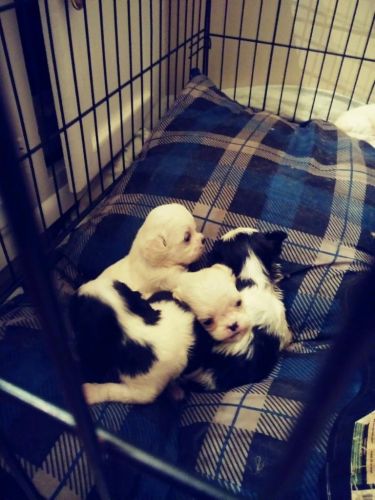 Shih Tzu Puppies for sale in Indianapolis, IN, USA. price: $600