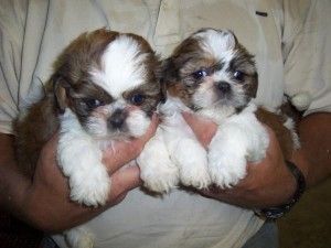 Shih Tzu Puppies for sale in Seattle, WA, USA. price: $250