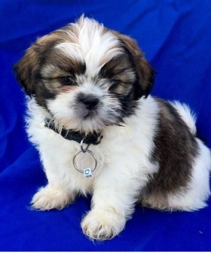 Adorable Shih Tzu Puppies For Re-Homing