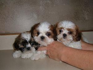 Shih Tzu Puppies for sale in Indianapolis, IN, USA. price: $400