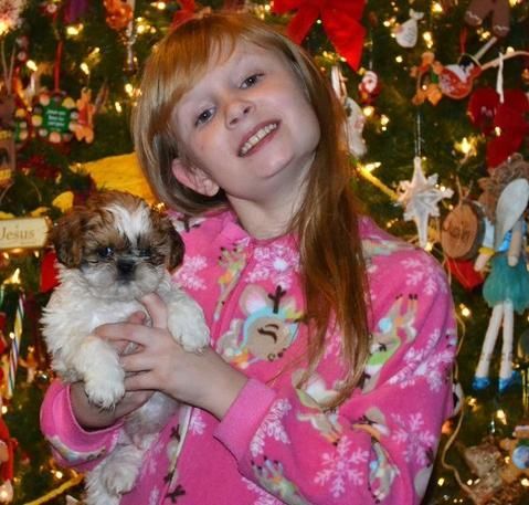 Stunning Shih Tzu Puppies For Adoption.