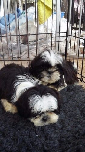 male and female shih tzu puppies