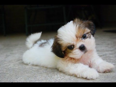 AKC Registered Shih Tzu Pups Ready Now