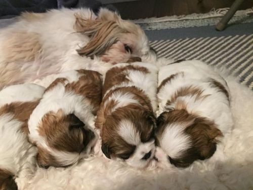 Shih Tzu Puppies for sale in Austin, TX, USA. price: $350