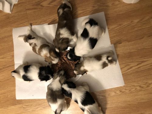 AKC registered shih-tzu babies