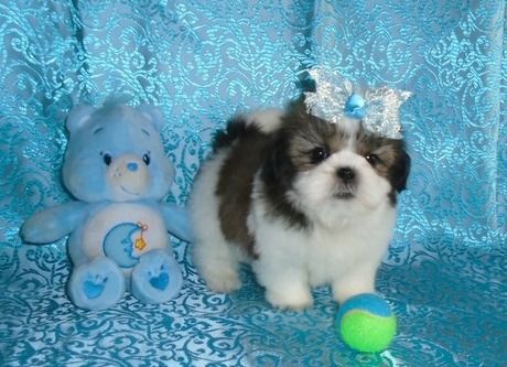 Affectionate Teacup Shih Tzu Puppies.
