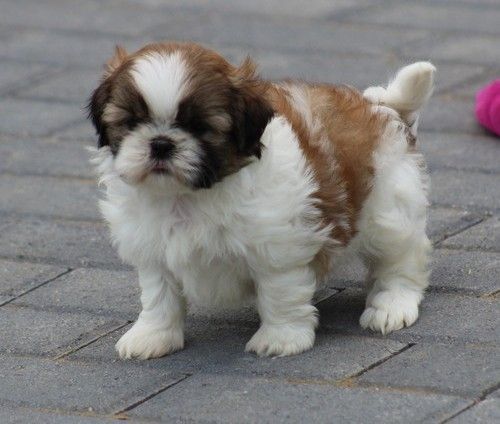 Affectionate Shih Tzu Puppies.