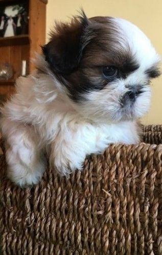 Beautiful shih tzu puppy !! sweetest baby ever !! :)
