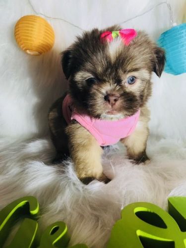Shih Tzu Shihtzu