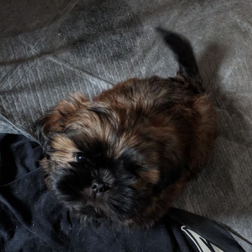 Shih Tzu Puppies for sale in El Paso, TX, USA. price: $800
