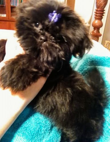 REGISTERED IMPERIAL SHIH TZU PUPPIES!!