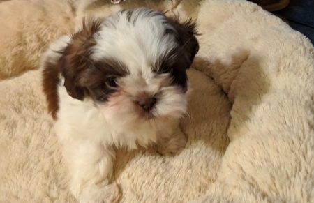 Chocolate and White Shih Tzu Puppies