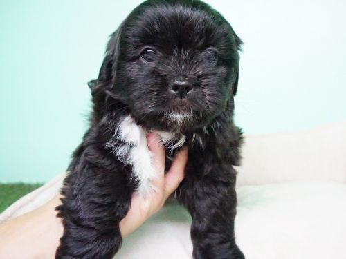 Shihtzu Puppy – Male - Apple ($600)