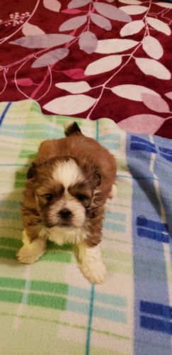 Kathy's shih Tzu puppies for sale