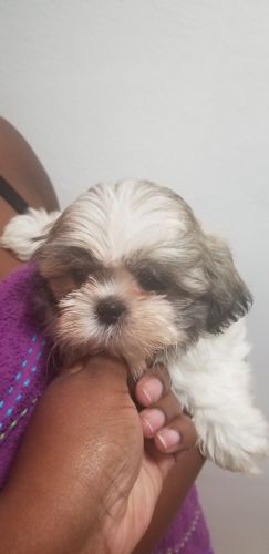 Shih Tzu Puppies for sale in Orlando, FL, USA. price: $550