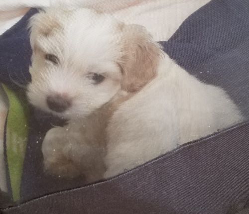 Cute adorable Shih Tzu